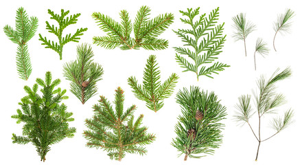 Set coniferous tree branches Spruce pine cypress fir