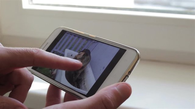 view photos on a smartphone/hands view photos of dogs on a smartphone