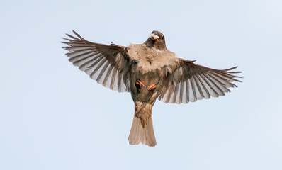 House sparrow flying to the nest with food	