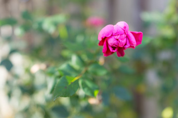 Macro closeup of one pink wilted rose in green garden