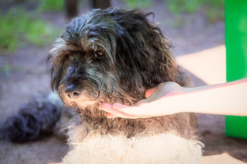 The child reaches for the dog