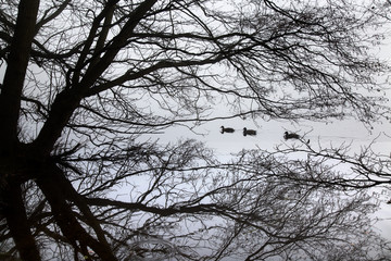 Mallard Anus platyrhyncha swimming with bare trees reflected