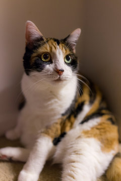Calico cat with dilated pupils sitting in corner ready to play