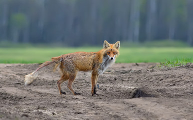 Red fox suffering from mange disease