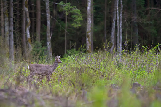 European roe deer standing on a glade