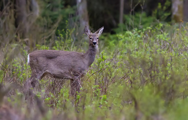 European roe deer standing in shrubs