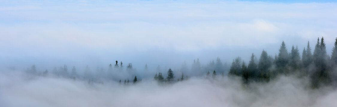 Fototapeta  Foggy Landscape. Mountain ridge with clouds flowing through the pine trees.