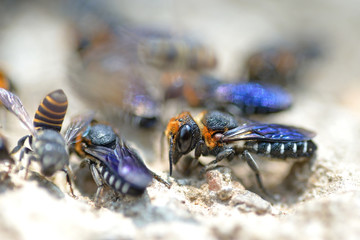 blue bee