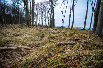 gespensterwald