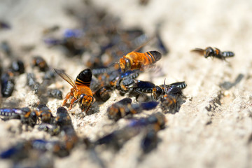 blue bee