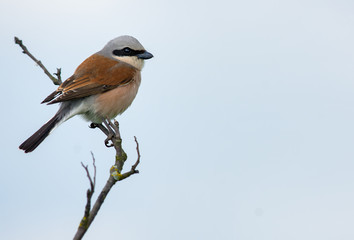 Red-backed shrike in high key