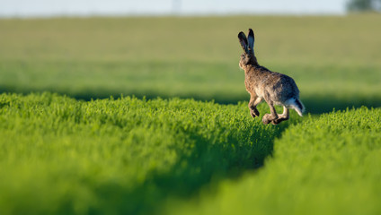 European hare high in the air