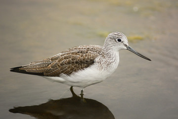 Pantana (Tringa nebularia) - ritratto nello stagno