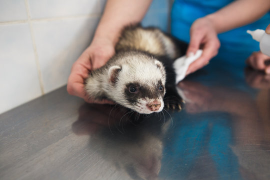 a veterinarian examines a pet ferret to a veterinary clinic