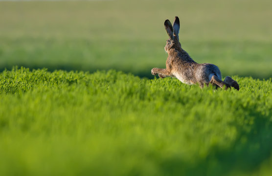 European hare leaping across
