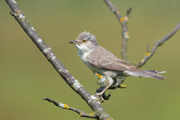 Barred warbler posing on a dry branch