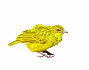 Colorful bird isolated on white background