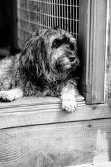 A dog lies in the doorway