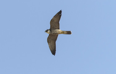 Hobby