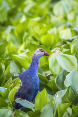 Purple Swamphen in Ban Thale Noi, nature reserve, Thailand