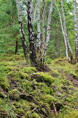 Green wetland forest in the nature reserve area Kinnekulle in Sweden, Western Gotland. Scandinavia, Europe. Kinnekulle is  also a UNESCO biosphere reserve.