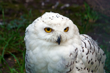 Snowy owl