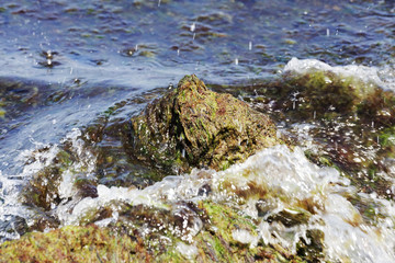 Fototapeta na wymiar Rotting seaweed on the beach of the Baltic Sea