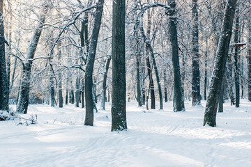 Cold winter in beautiful snow forest.
