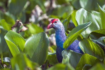 Purple Swamphen in Ban Thale Noi, nature reserve, Thailand
