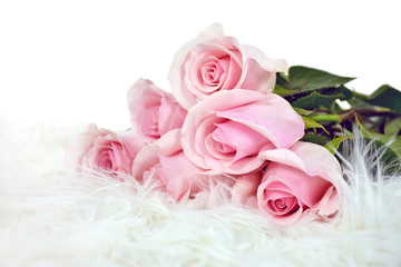 pink rose bouquet in white fur