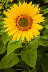 Pretty yellow sunflowers