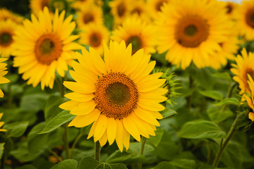 Pretty yellow sunflowers