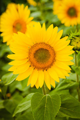 Pretty yellow sunflowers