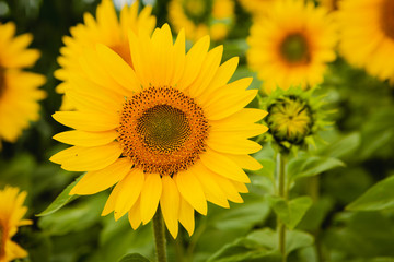 Pretty yellow sunflowers