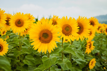 Fototapeta premium Pretty yellow sunflowers