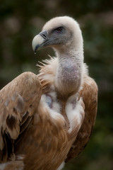 Portrait of a young vulture
