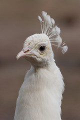 Portrait the head of a white peacock © Gelpi