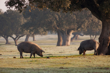 Iberian pigs grazing in the landscape - obrazy, fototapety, plakaty