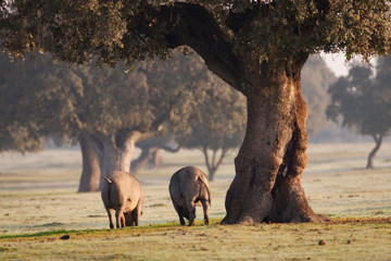 Iberian pigs grazing in the landscape