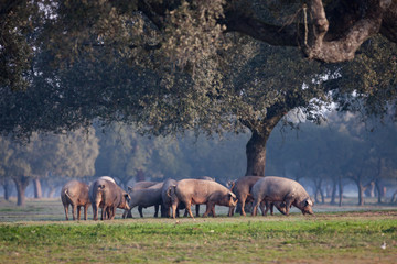 Iberian pigs grazing in the landscape