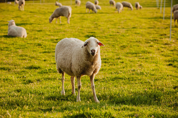 Spanish sheep in the fiel