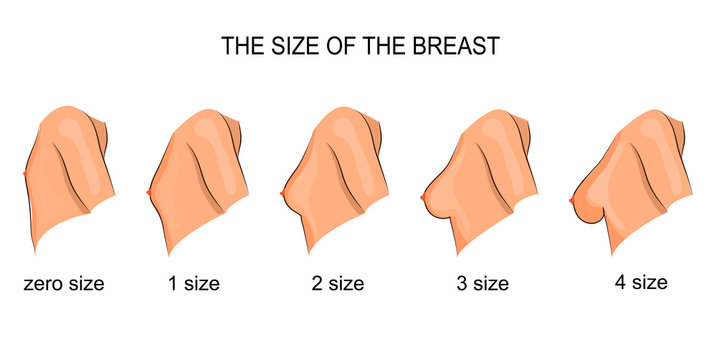 65 bra size