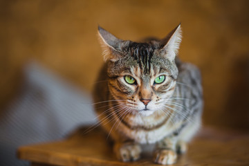 Fototapeta premium Cute American short hair cat.