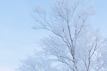 Frozen tree branches