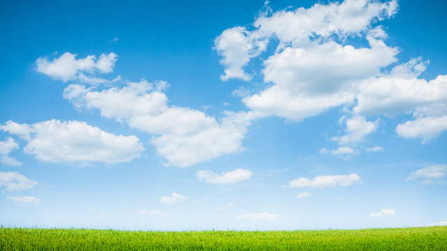 summer green field landscape