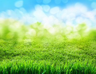 Fototapeta na wymiar green grass blurred background
