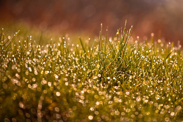 Wiosenne kwiaty na łące © rogozinski