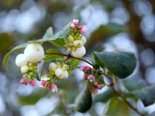 Zweig der gewöhnlichen Schneebeere -    Knallerbsenstrauch- mit Knospen,Blüten und...