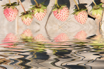 Strawberries growing in lines in farm