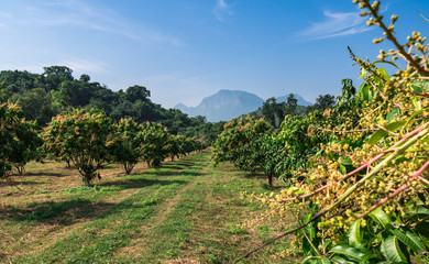 Fototapeta na wymiar Organic mango farm in countryside of Thailand